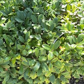 Photo of the plant species Sexton's Bride by @BriskCrowgarlic named Elle on Greg, the plant care app