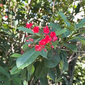 Photo of the plant species Spicy Jatropha by @BriskCrowgarlic named Muhammad Ali on Greg, the plant care app