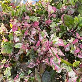 Photo of the plant species Copperleaf by @BriskCrowgarlic named Osmo on Greg, the plant care app