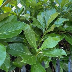 Photo of the plant species Japanese Spurge by @BriskCrowgarlic named Orlando Bloom on Greg, the plant care app