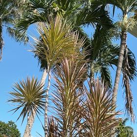 Photo of the plant species Joshua Tree by @BriskCrowgarlic named Drake on Greg, the plant care app