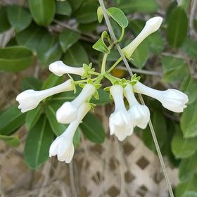 Photo of the plant species Benzoil Tree by @BriskCrowgarlic named Leonardo on Greg, the plant care app