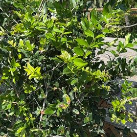 Photo of the plant species Waxleaf Privet by @BriskCrowgarlic named Dolores on Greg, the plant care app