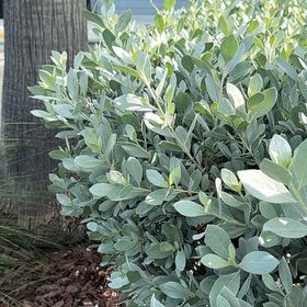Photo of the plant species Button Mangrove by @BriskCrowgarlic named Ulysses S Plant on Greg, the plant care app