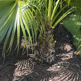 Photo of the plant species Chinese Fan Palm by @BriskCrowgarlic named Demi on Greg, the plant care app