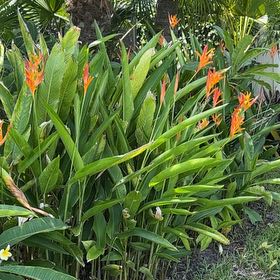 Photo of the plant species Parrot's Plantain by @BriskCrowgarlic named Ronaldo on Greg, the plant care app