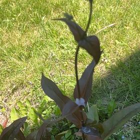 Photo of the plant species Foxglove Beardtongue by @EriAbad89 named Messi on Greg, the plant care app