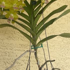 Photo of the plant species Vanda Orchid by @JollyCrowncoral named Dolores on Greg, the plant care app