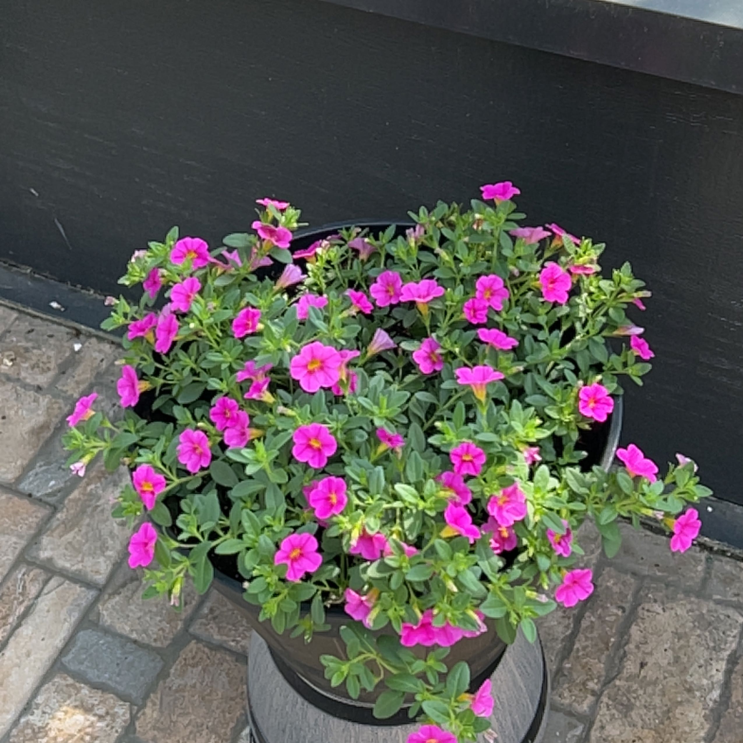 Potted plant with bright pink flowers, identified as Bright Eyes.