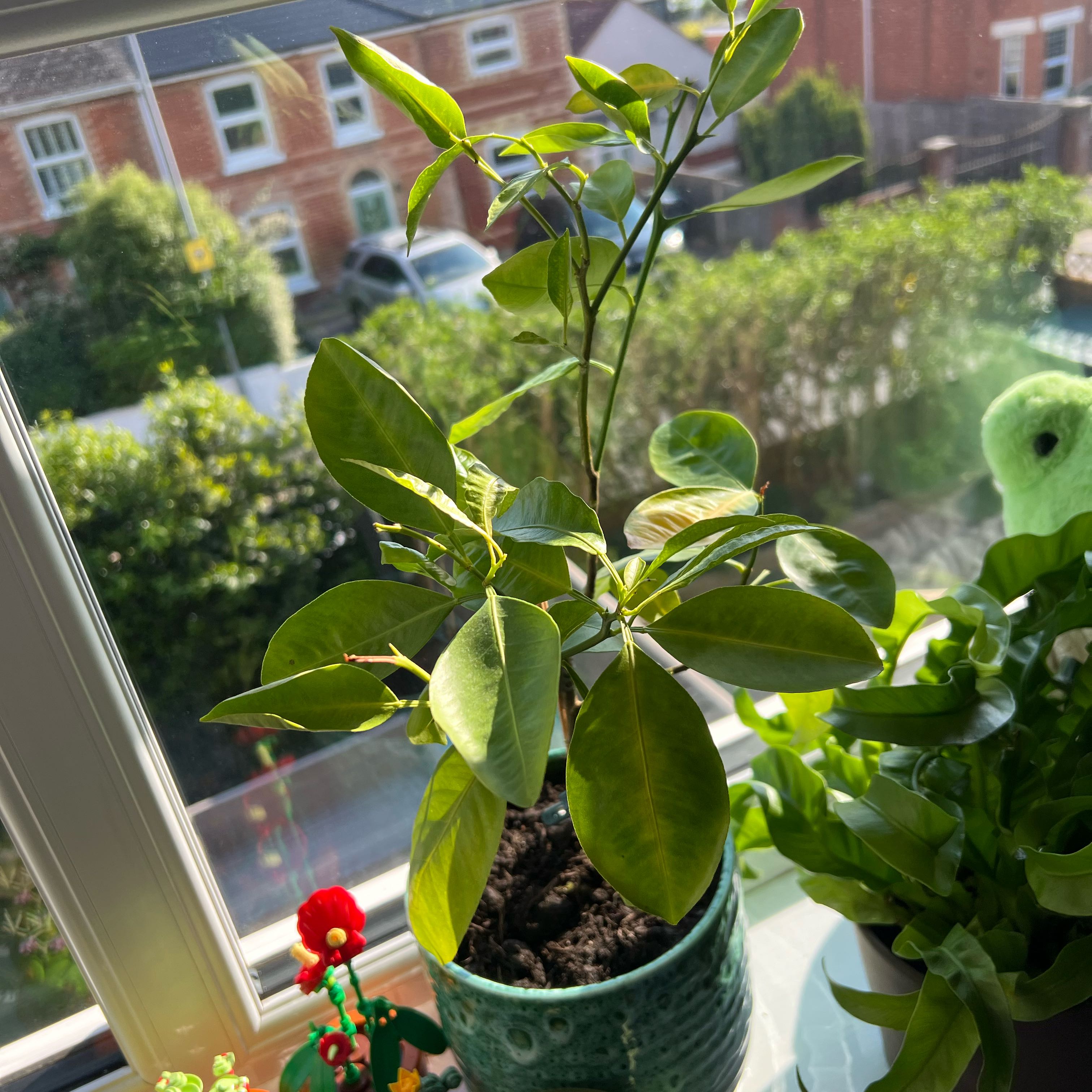 Photo of the plant species Sweet Orange Tree 'Cipo' by @LivelyRedginger named Orange Plant on Greg, the plant care app