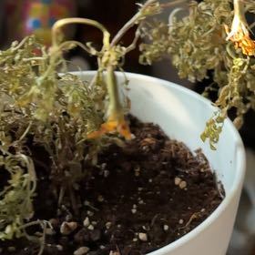 Photo of the plant species California Poppy by @KeenGuppyplant named Winston on Greg, the plant care app