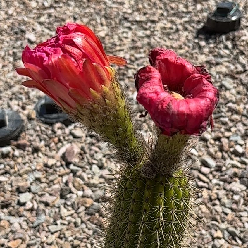 Photo of the plant species Tricholobivia 'Crimsonie' by @SightlyFittonia named Diana on Greg, the plant care app
