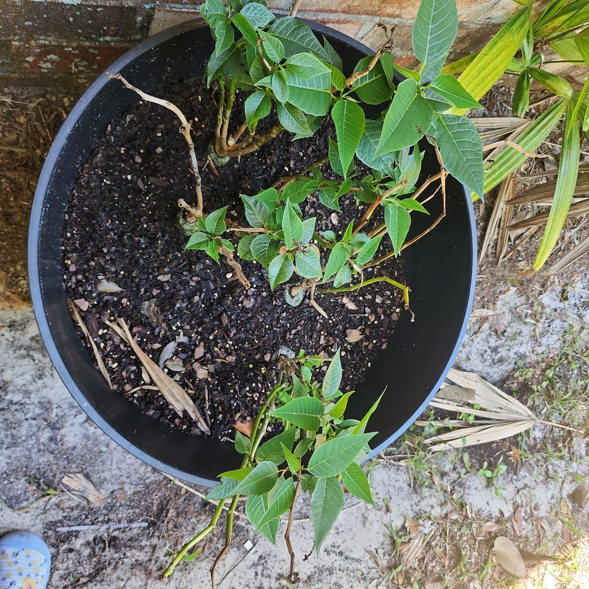 Photo of the plant species White Poinsettia by @ProudCuttings named Rosa on Greg, the plant care app