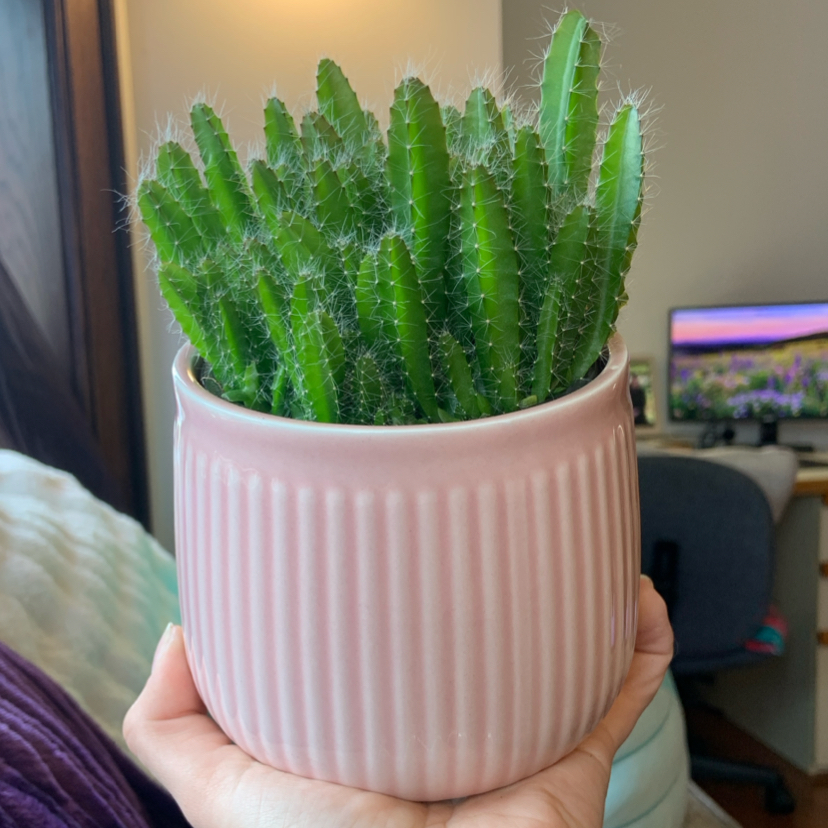 Photo of the plant species Dragon Fruit cactus by @checkforfruits named Dragoon on Greg, the plant care app