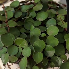 Photo of the plant species String of Hearts by @RoundHindurope named Beyonce on Greg, the plant care app