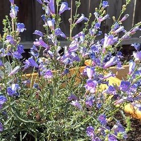 Photo of the plant species Bunchleaf Penstemon by @ImpeccantGuasca named Coco on Greg, the plant care app