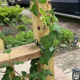 Photo of the plant species Dropmore Scarlet Trumpet Honeysuckle by @SunnyButtonfern named Baesil on Greg, the plant care app