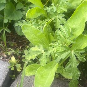 Photo of the plant species Bladder Weed by @SunnyButtonfern named Foxxy on Greg, the plant care app