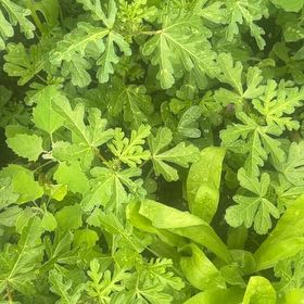 Photo of the plant species Bladder Weed by @SunnyButtonfern named Girlfrond on Greg, the plant care app
