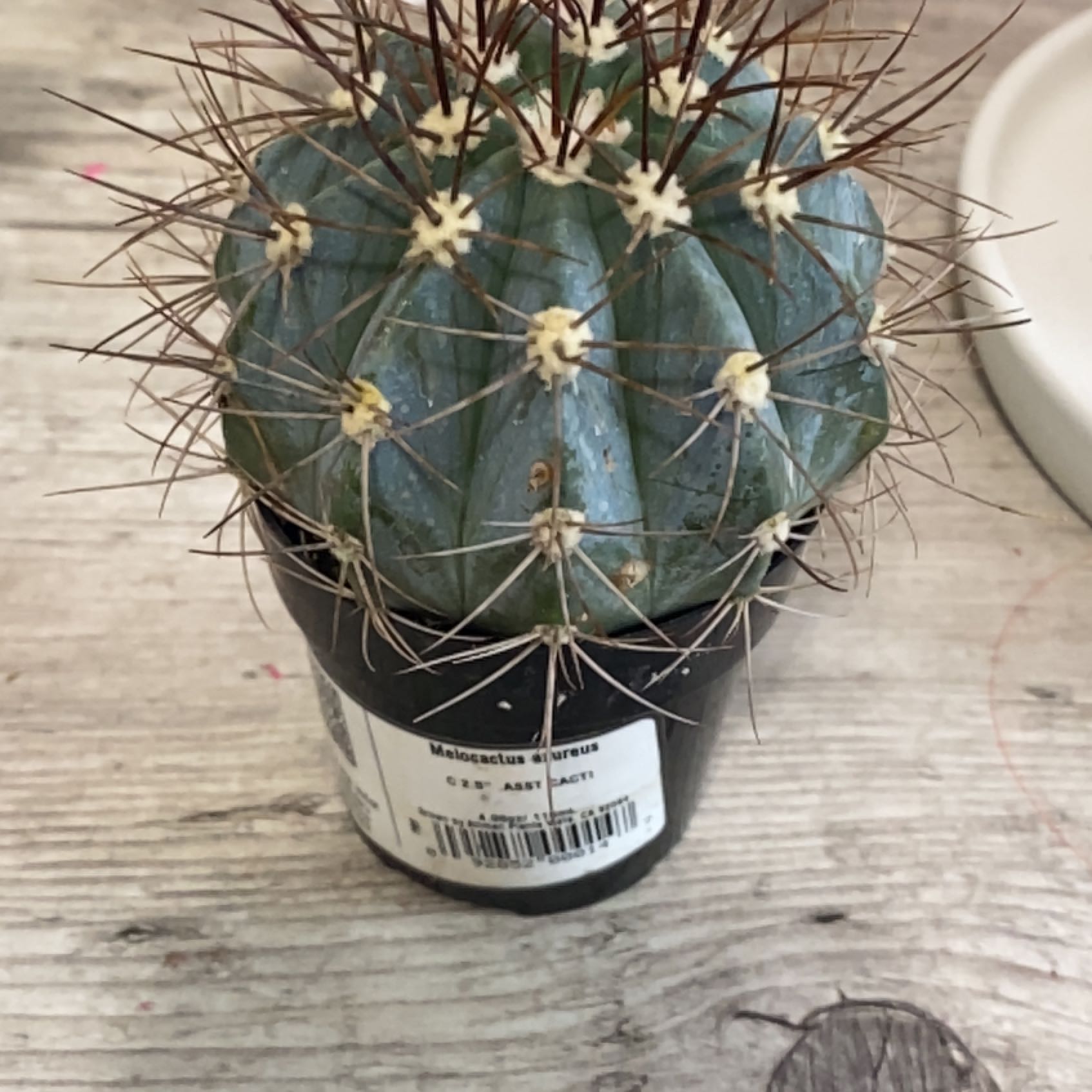 Photo of the plant species Melocactus azureus by @LeafyBirdie named Jenny on Greg, the plant care app