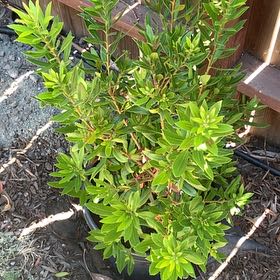 Photo of the plant species California Bayberry by @PoisedHopsedge named Spike Leaves on Greg, the plant care app