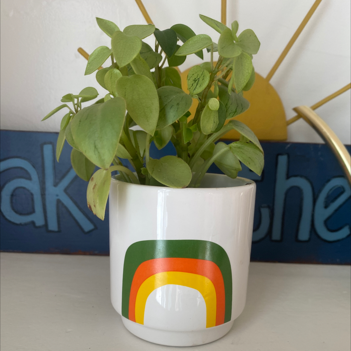 Teardrop Peperomia plant in a white pot with a rainbow design.