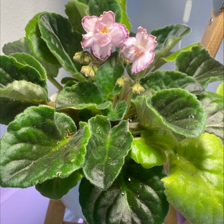 African Violet plant in Los Angeles, California