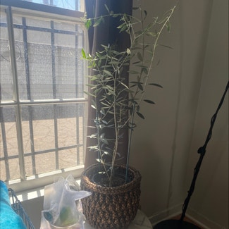 Olive Tree plant in Los Angeles, California
