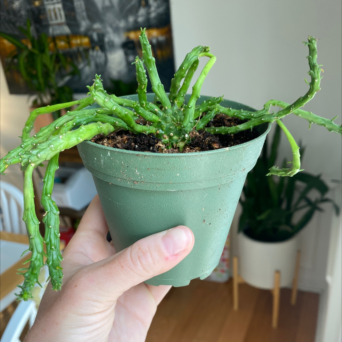 Potted Medusa's Head plant held by a hand, with visible soil and green stems.