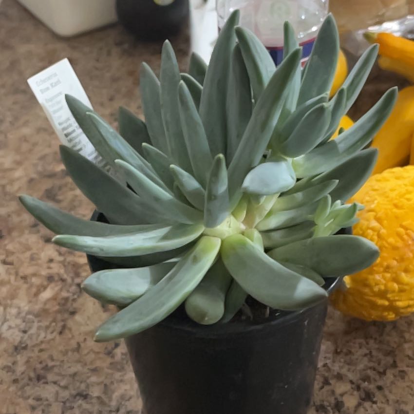 Bright Green Dudleya succulent plant in a black pot, well-framed and healthy.