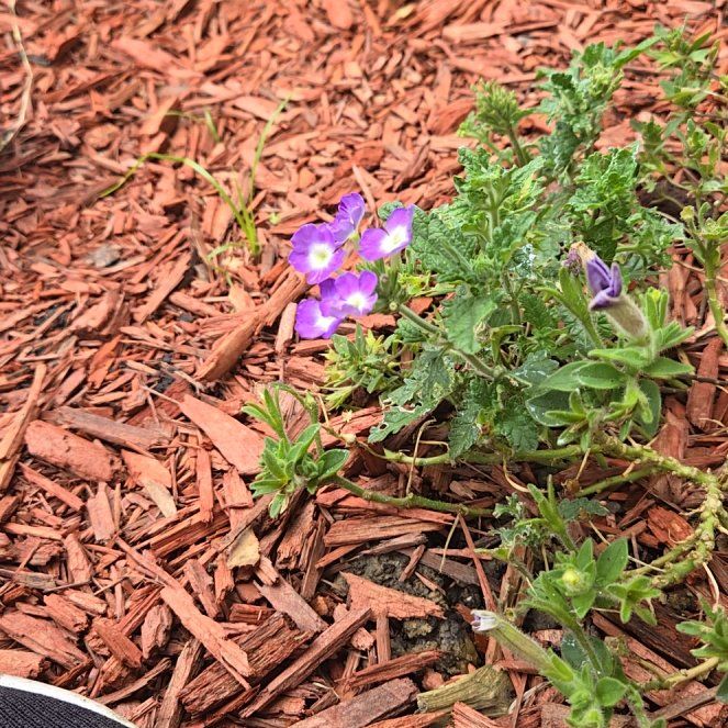Photo of the plant species Pretty Jacob's-Ladder by @SweetGoosegrass named Orlando Bloom on Greg, the plant care app