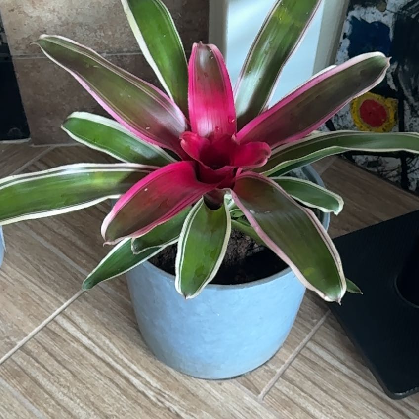 Photo of the plant species Assorted Neoregelia by @TrueOregonash named Messi on Greg, the plant care app