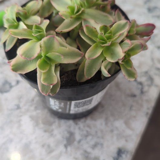 Photo of the plant species Crassula capitella 'Variegata' by @SuperbLlavea named Lavender on Greg, the plant care app