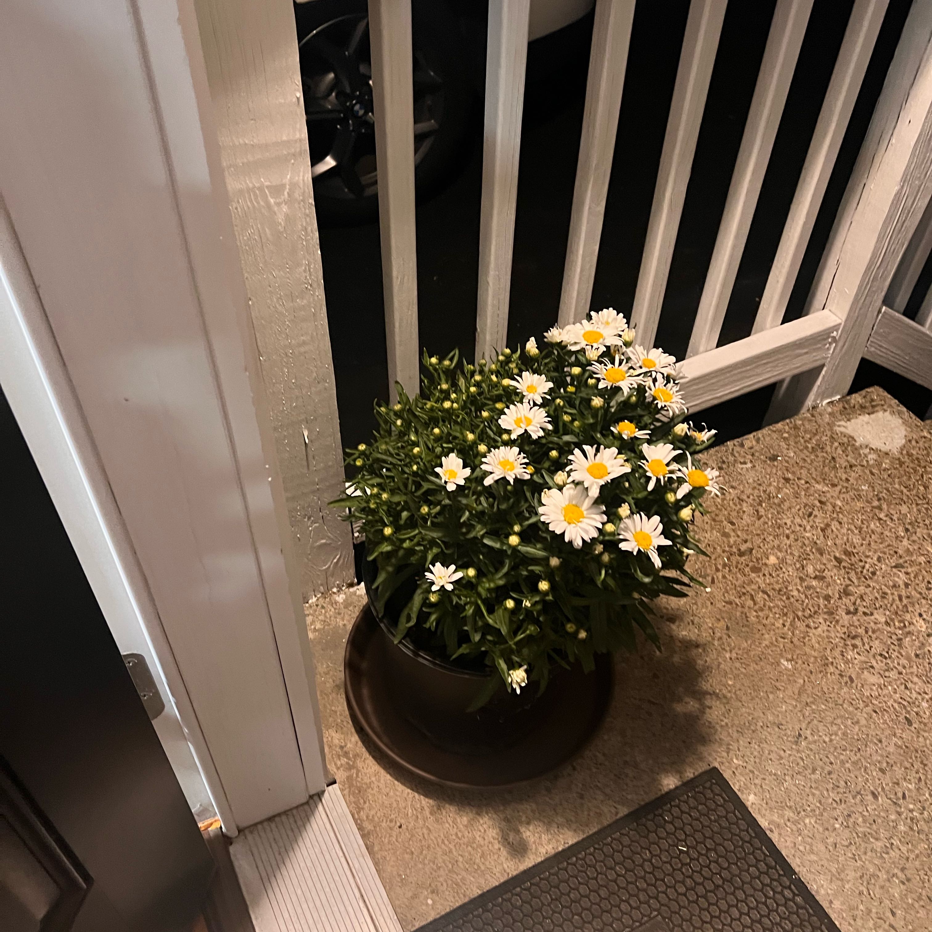 Potted Shasta Daisy plant with white flowers near a doorway.