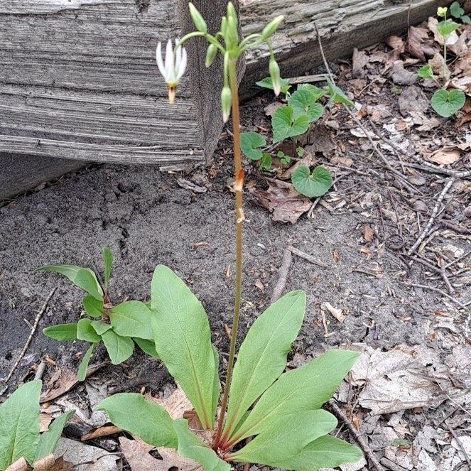 Photo of the plant species Common Shootingstar by @PromptDill named Sanders on Greg, the plant care app