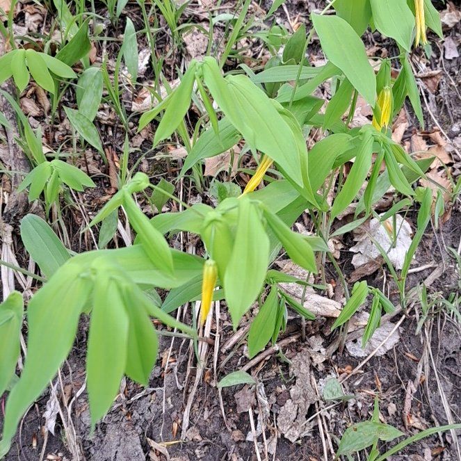 Photo of the plant species Glacier Lily by @PromptDill named Beyonce on Greg, the plant care app