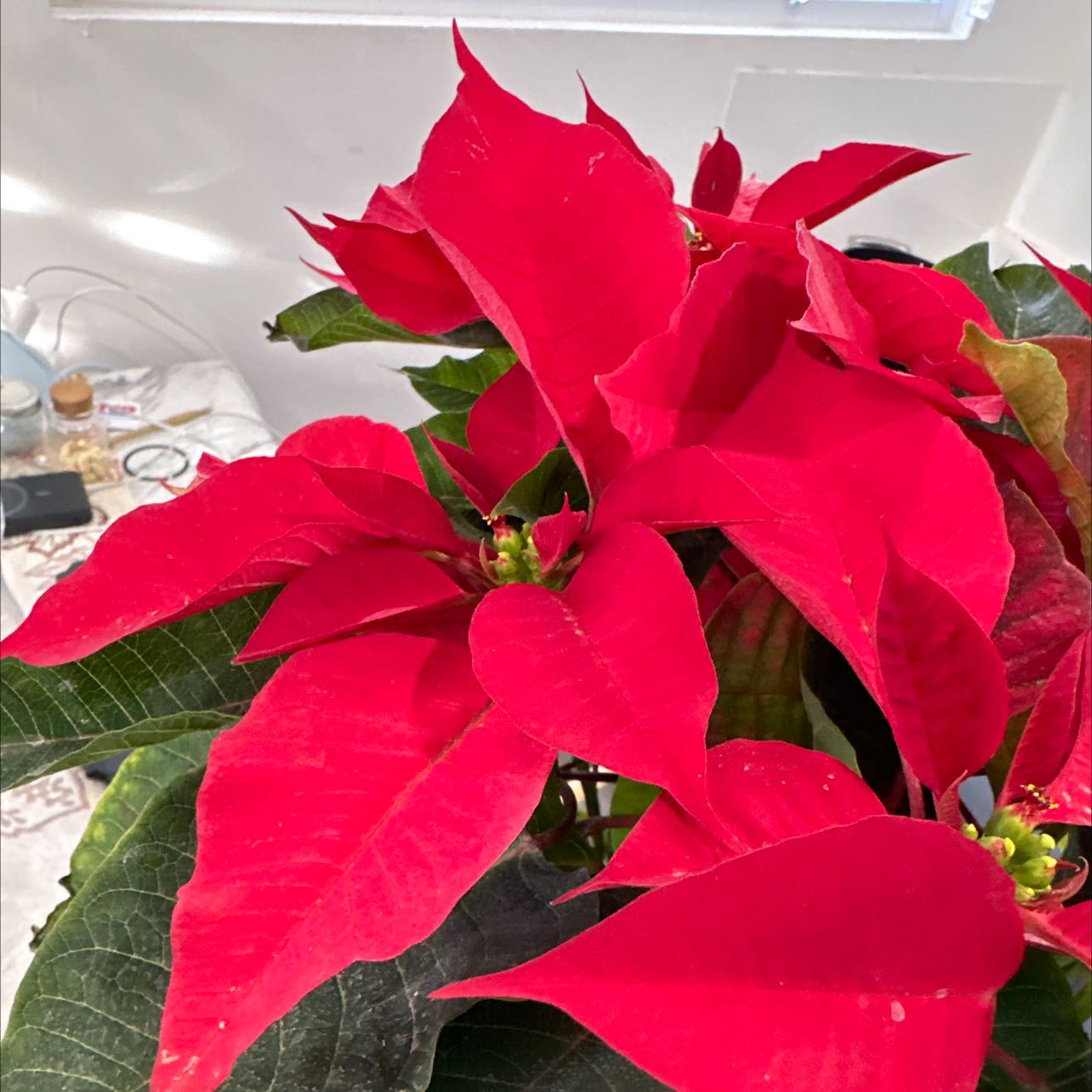 Poinsettia plant with vibrant red leaves and green foliage.