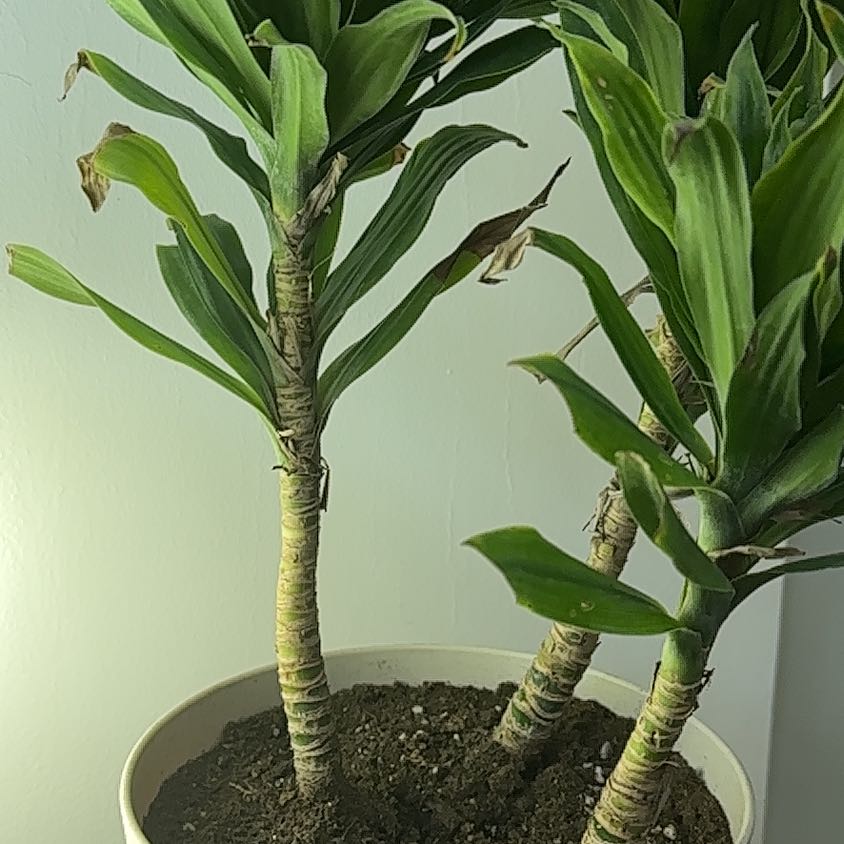 Dracaena 'Janet Craig Compacta' plant with three stems, some leaf browning, and visible soil.