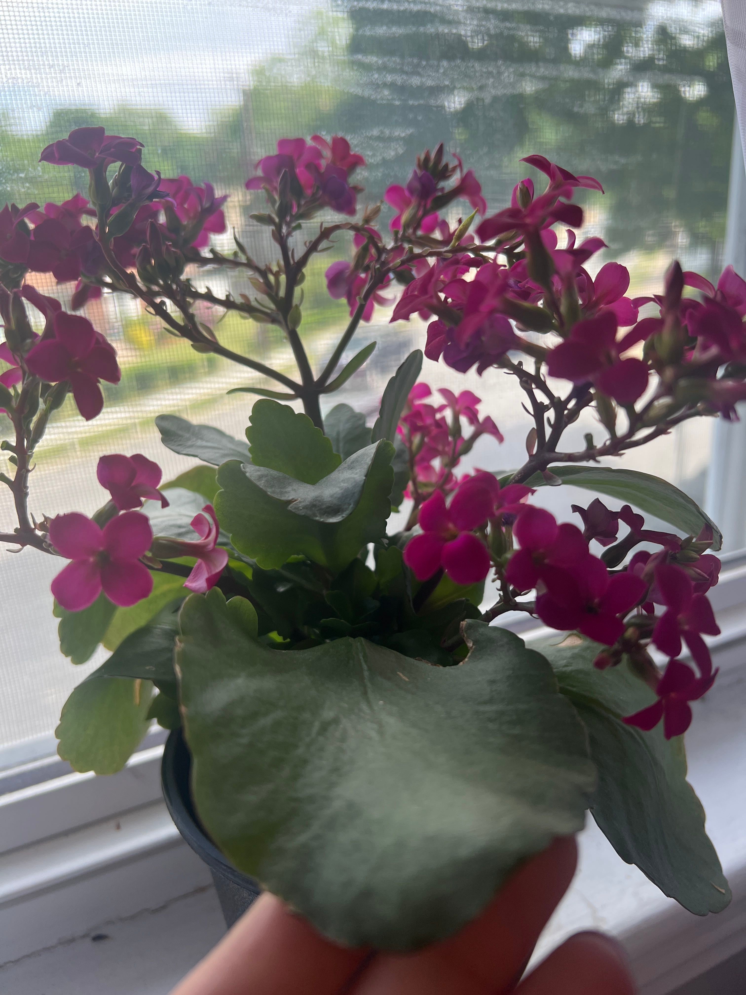 Big Leaf Kalanchoe How Much Water & Light Does it Need to Thrive?