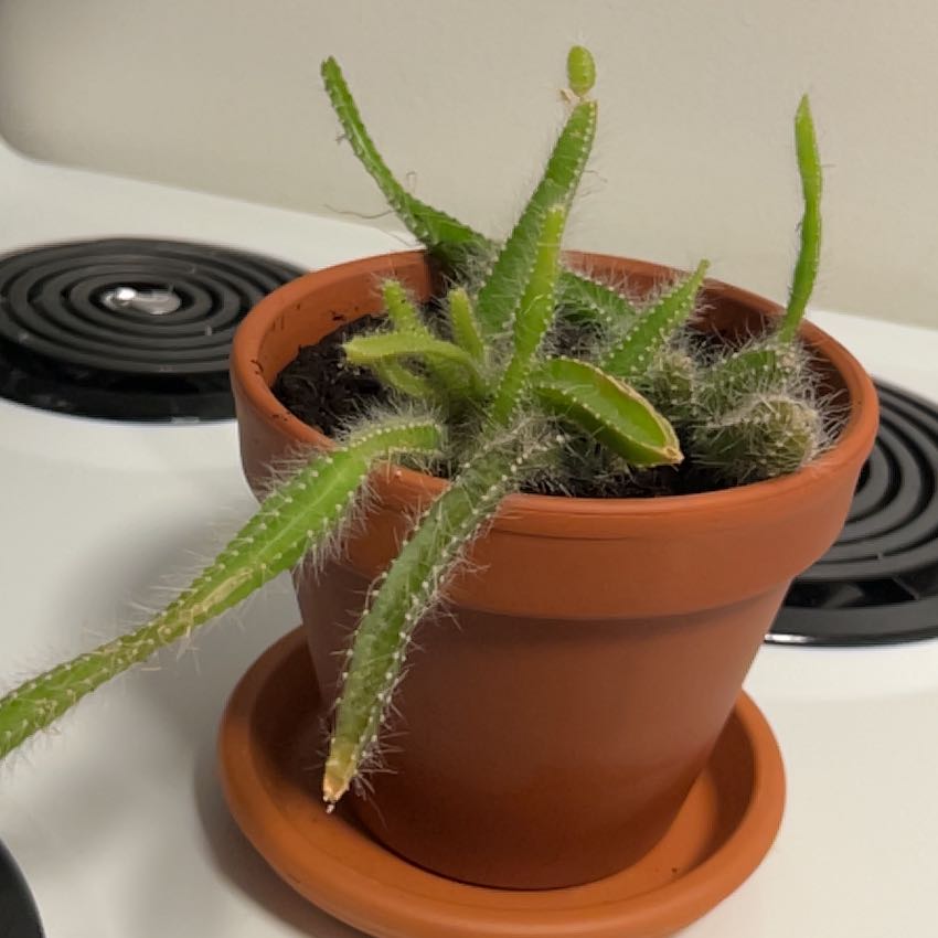 Photo of the plant species Dog Tail by @JocundLuckyjade named Mr. Dogg on Greg, the plant care app