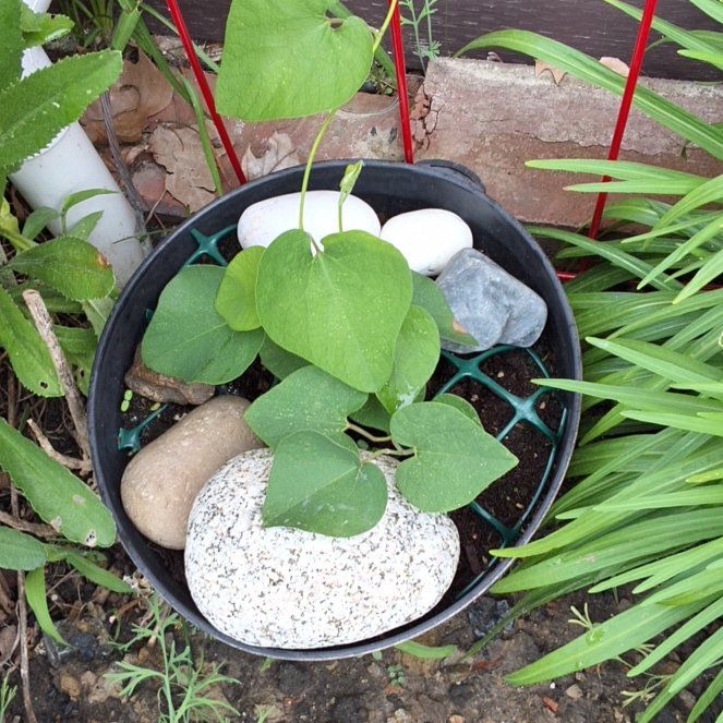 Photo of the plant species Calico Flower by @ManlyChainplant named Lola on Greg, the plant care app