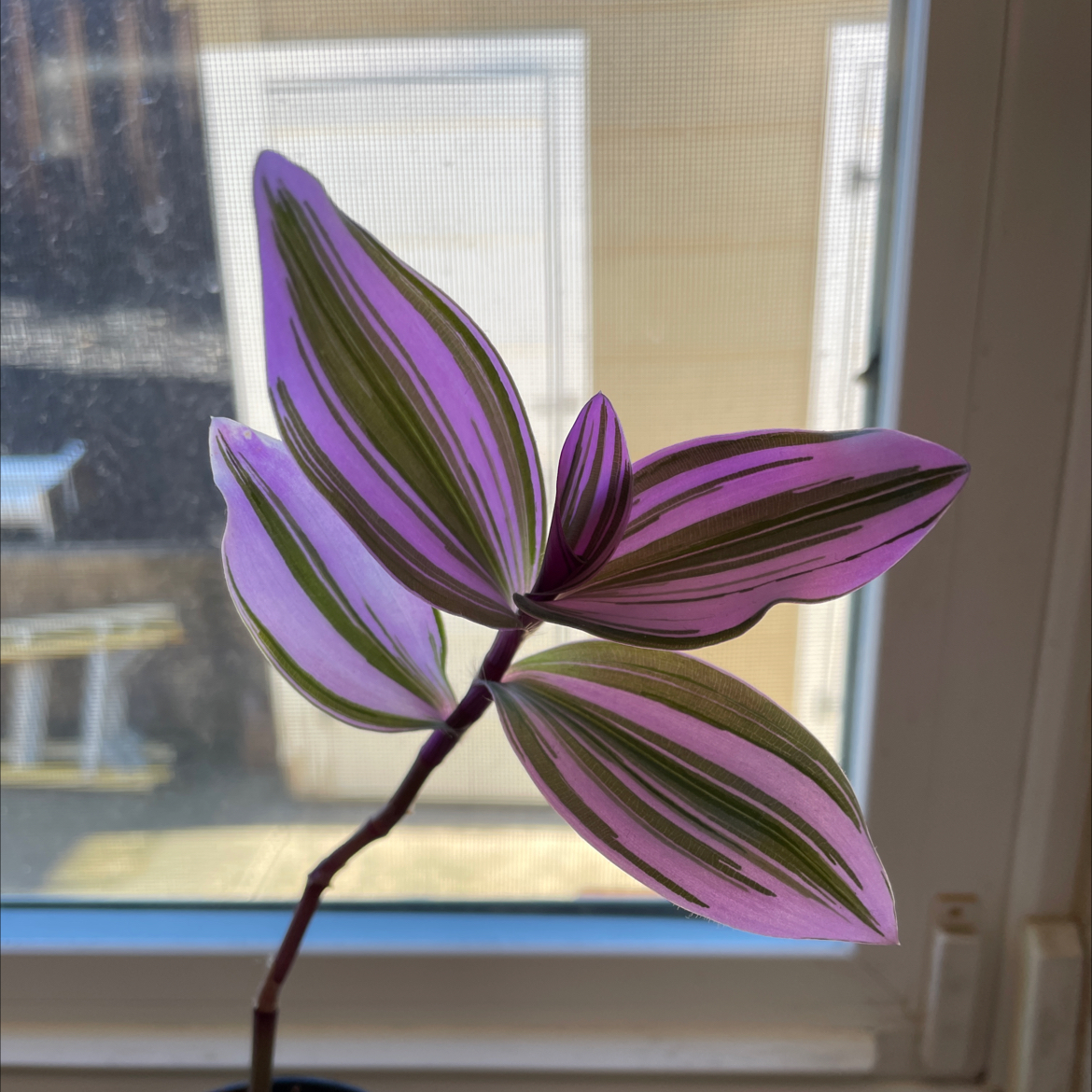 Tradescantia Nanouk plant with vibrant purple and green striped leaves in front of a window.
