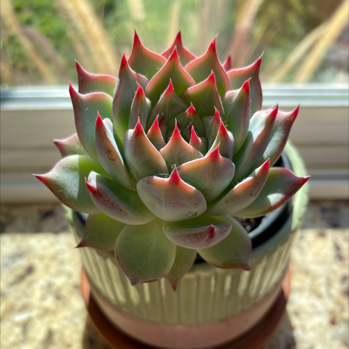 Healthy Lipstick Echeveria plant with green leaves and red tips in a pot on a windowsill.