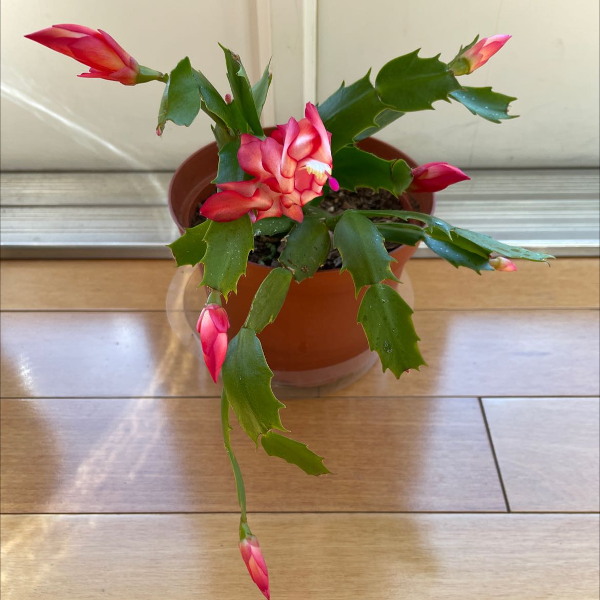 false Christmas Cactus in a pot with pink flowers and buds on a wooden floor.