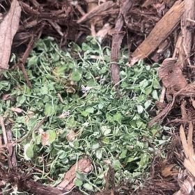 Photo of the plant species Blue Star Creeper by @MarvelousAlula named Blue Star on Greg, the plant care app