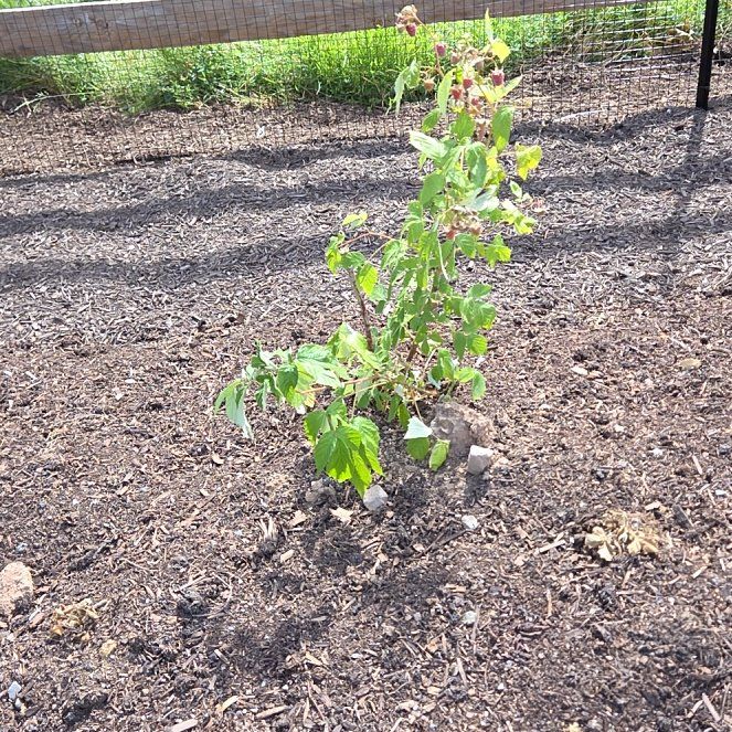 Photo of the plant species Bellyache Bush by @PolishedTomato named Sigmund on Greg, the plant care app