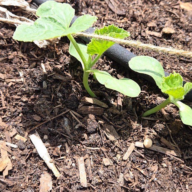 Photo of the plant species Melon by @PolishedTomato named Fernie Saunders on Greg, the plant care app