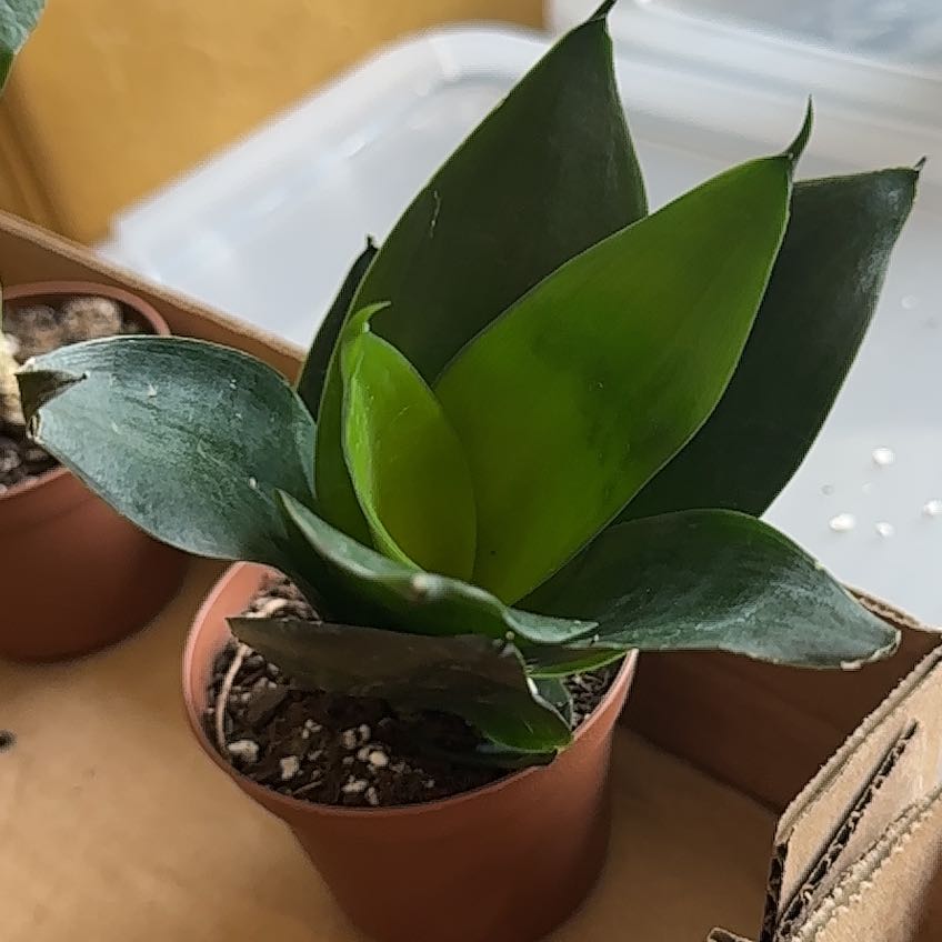 Photo of the plant species Emerald Star Snake Plant by @VitalCilantro named Hamilton on Greg, the plant care app