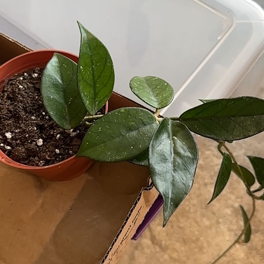 Photo of the plant species Hoya sp. Vietnam AH-001 by @VitalCilantro named Aria on Greg, the plant care app