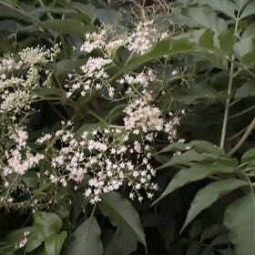 Photo of the plant species American Black Elderberry by @GiftedDatepalm named Harry on Greg, the plant care app